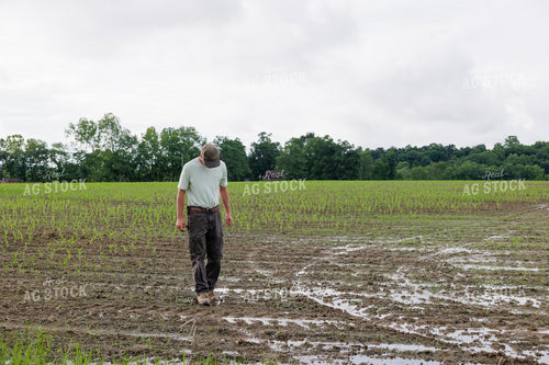 Farmer Scouting Wet Corn Field 295017