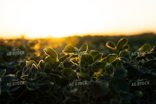 Mid-Season Soybean Field 65933