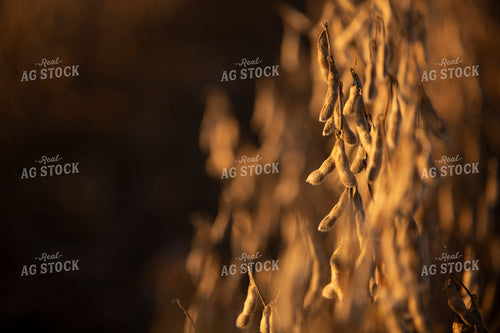 Soybeans - Dry 2453