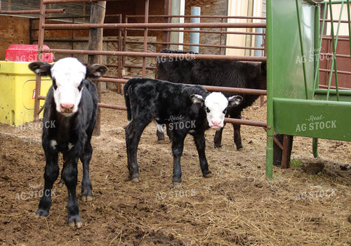 Angus Cross Calves 82268