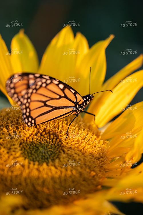 Butterfly Resting on Sunflower 76288