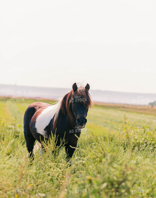 Horse in Pasture 61044