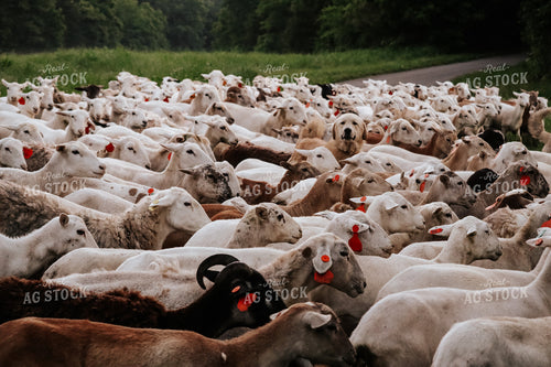 Farm Dog Herding Sheep 220010