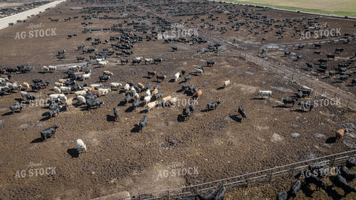 Cattle Feedlot Drone 56449
