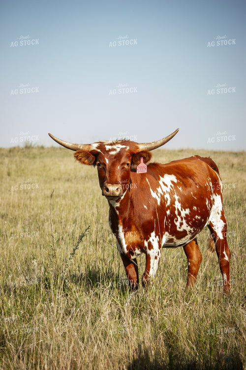 Cattle 155041