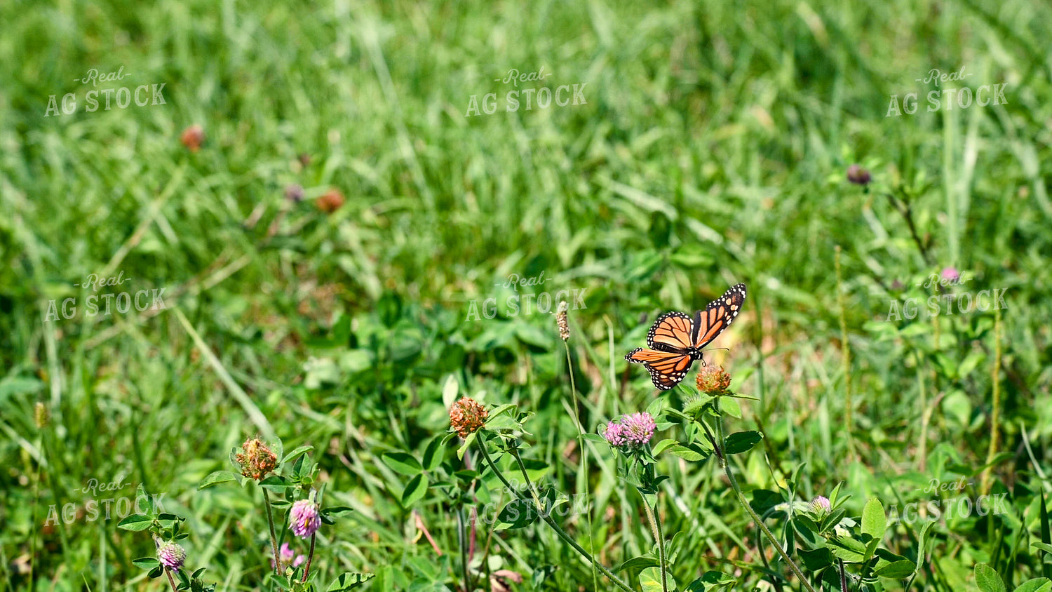 Butterfly Collecting Nectar and Pollen from Wildflowers on CRP Land 25061