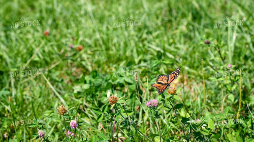 Butterfly Collecting Nectar and Pollen from Wildflowers on CRP Land 25061