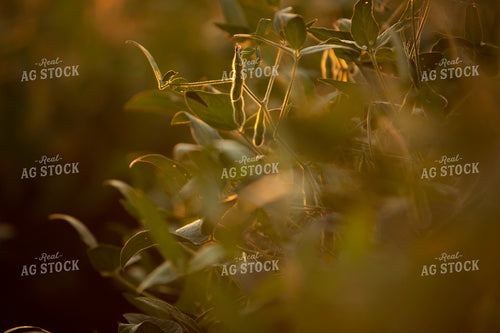 Soybeans - Mid-Season 2376