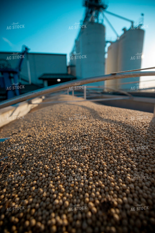 Harvested Soybeans in a Trailer at Elevator 250051