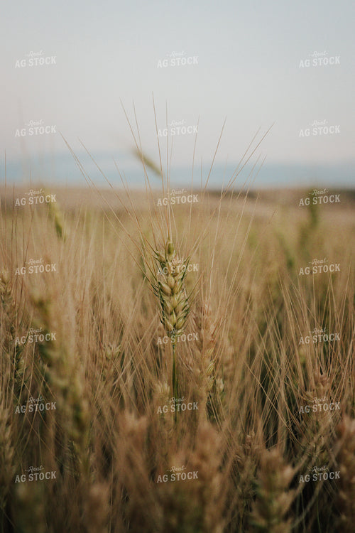 Wheat 83109