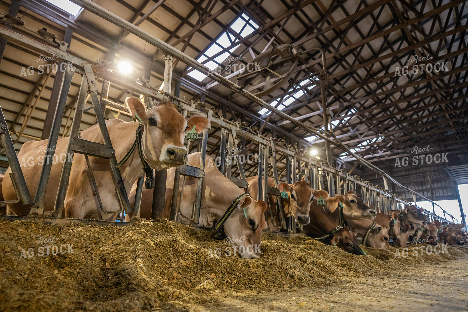 Jersey Cows Eating in Freestall Barn 270260