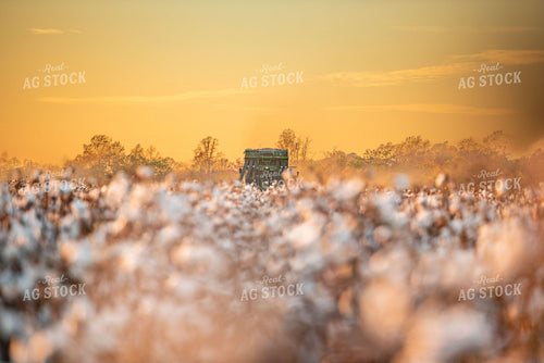 Cotton Harvest 136161