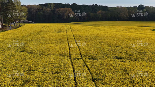 Canola Field 79893