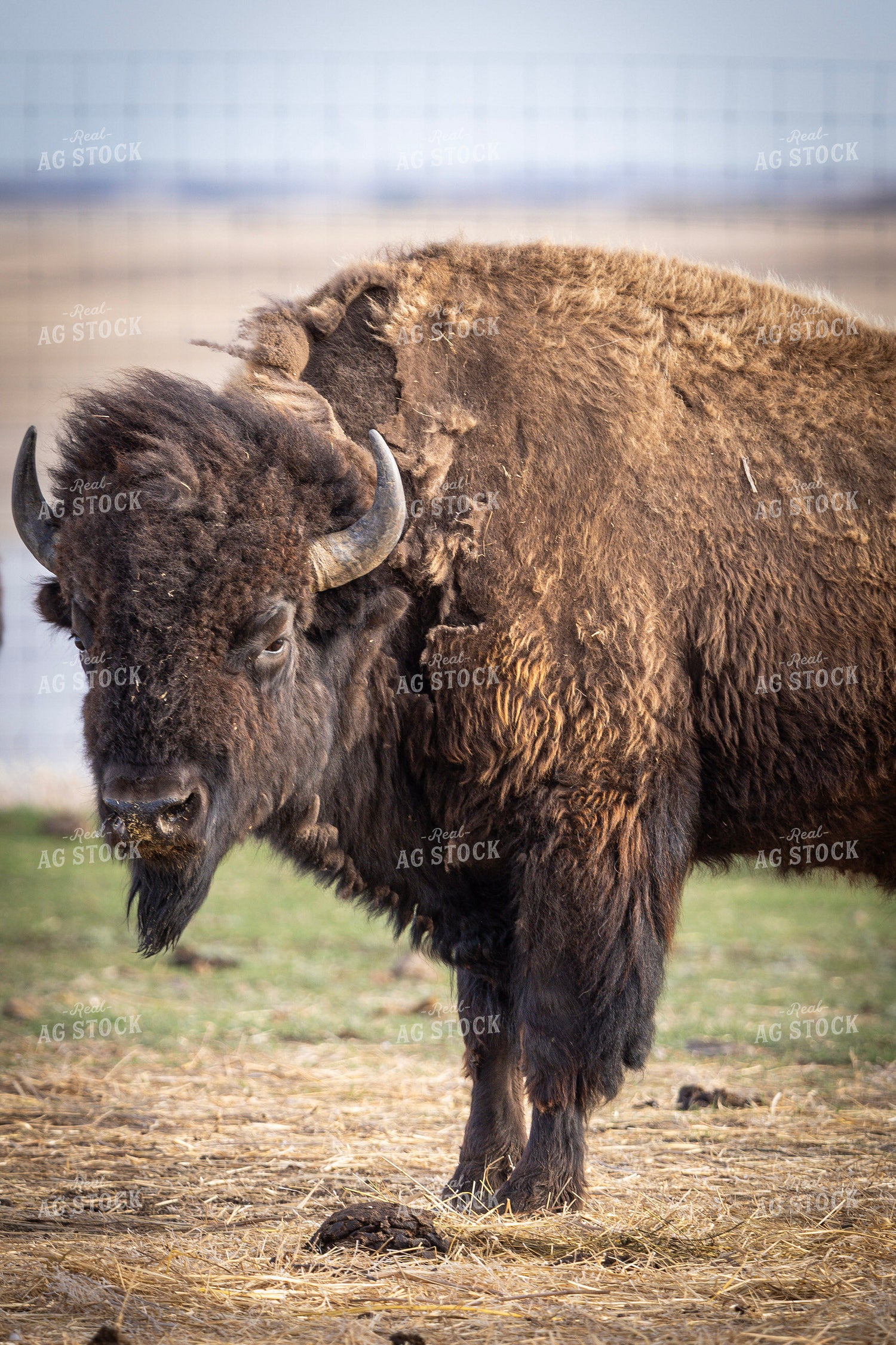 Bison 187132