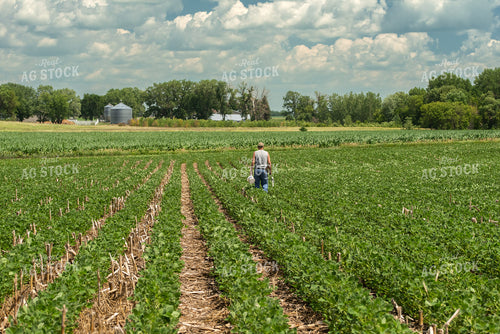 Farmer in Soybean Field 76206