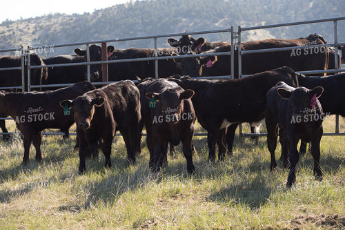 Black Angus Calves 117132