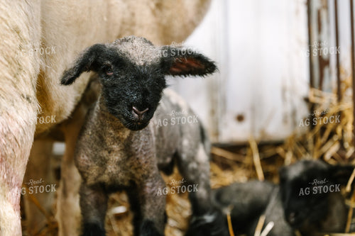 Lamb 269011