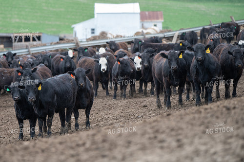 Cattle on Feedlot 193029