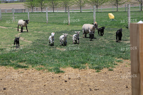 Lambs and Ewes 84251