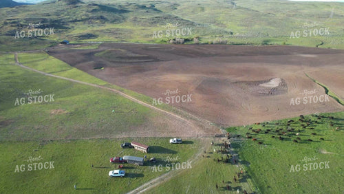 Moving Cattle on Horseback 65151