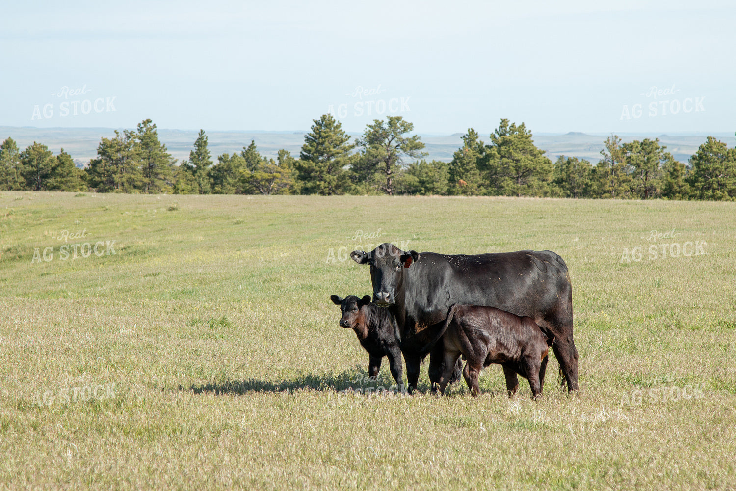Cow Calf Pair 260008