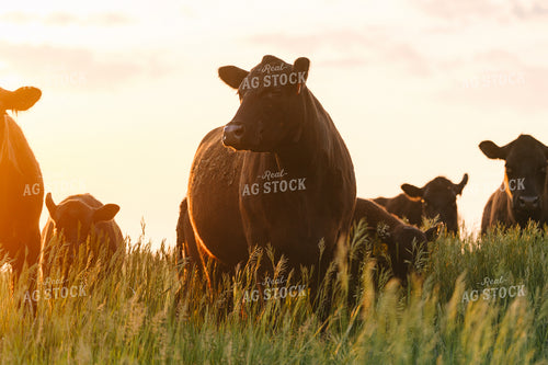 Black Angus Cattle on Pasture 68281