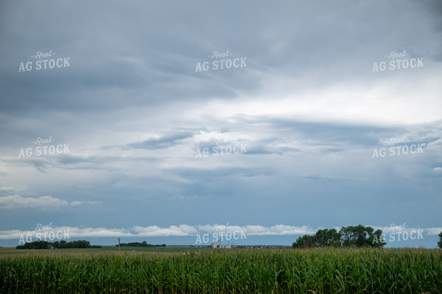 Storm Over a Corn Field 25288