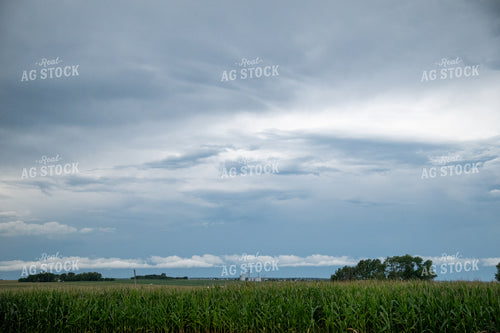 Storm Over a Corn Field 25288