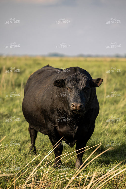 Angus Bull 72179
