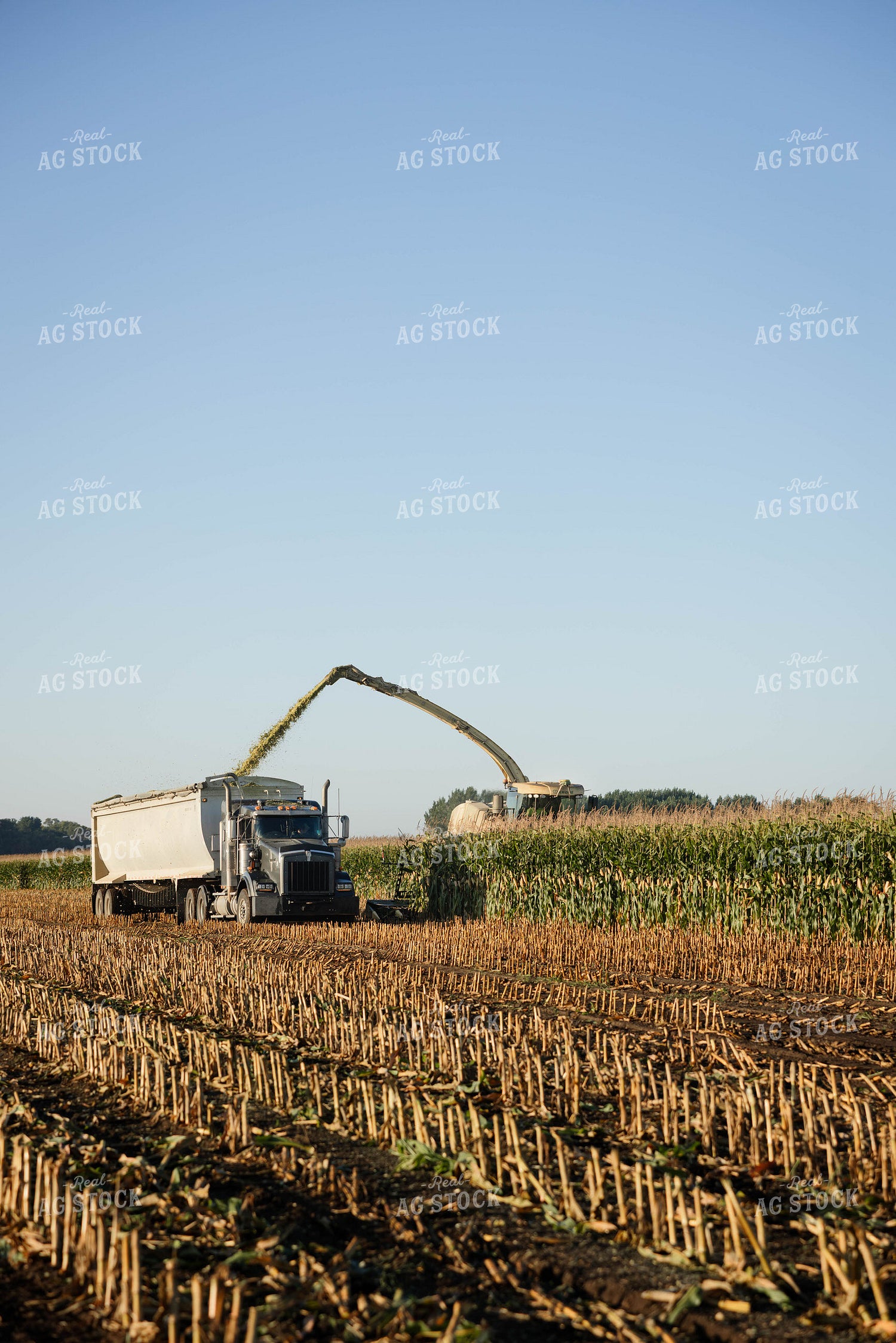 Chopping Corn Silage 152995