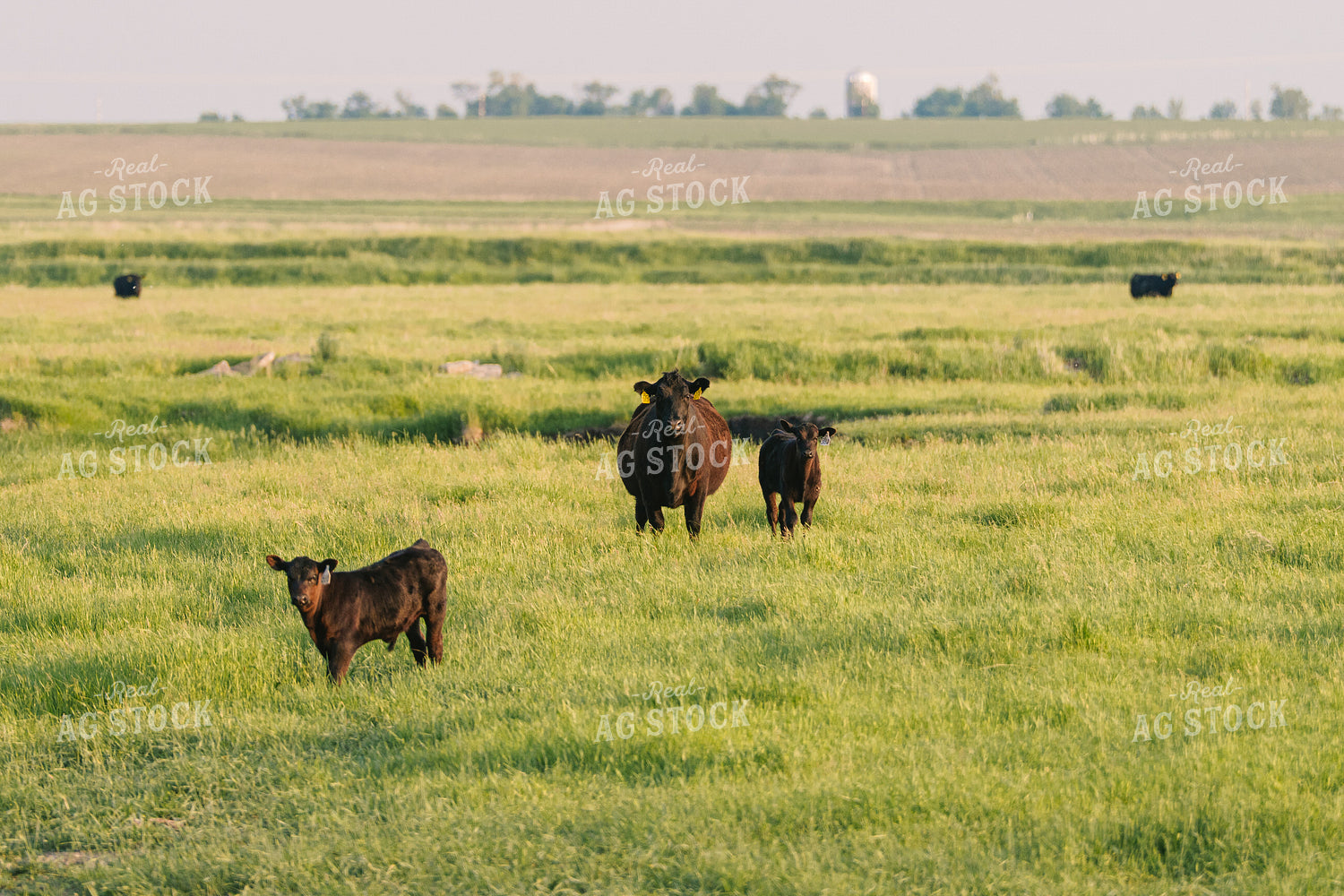 Black Angus Cattle on Pasture 68255