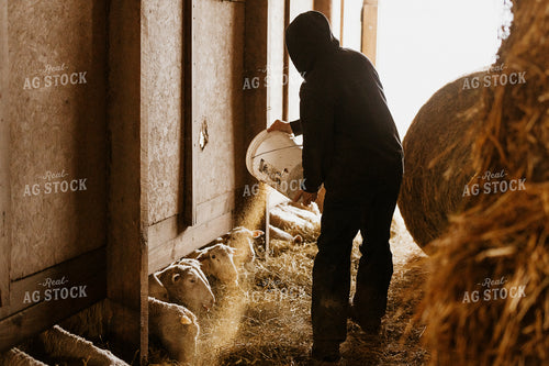 Farmer Pouring Feed for Sheep 68130