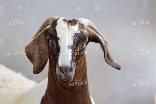 Goat 160360
