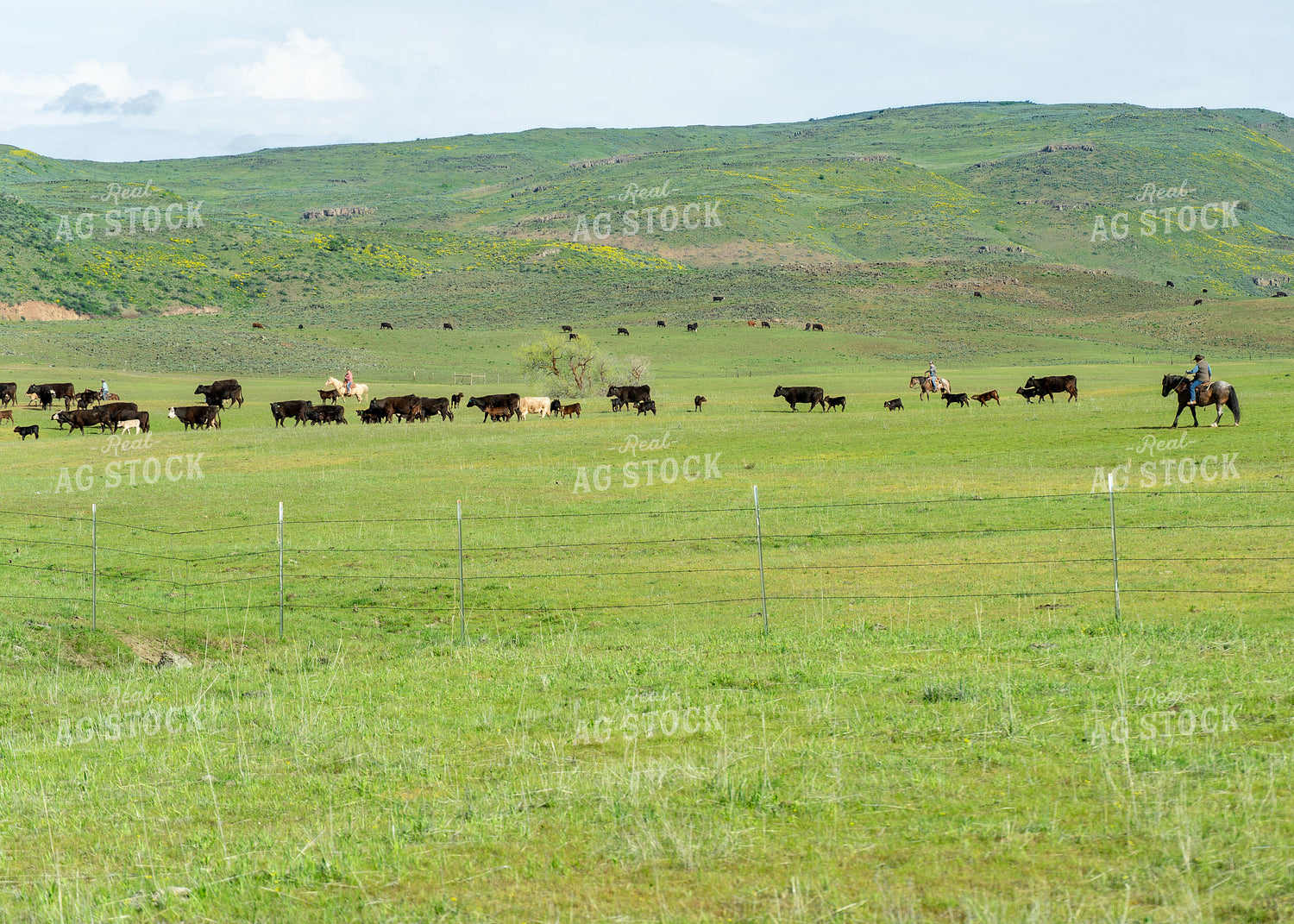 Herding Cattle 65394