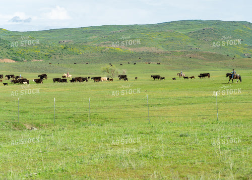 Herding Cattle 65394