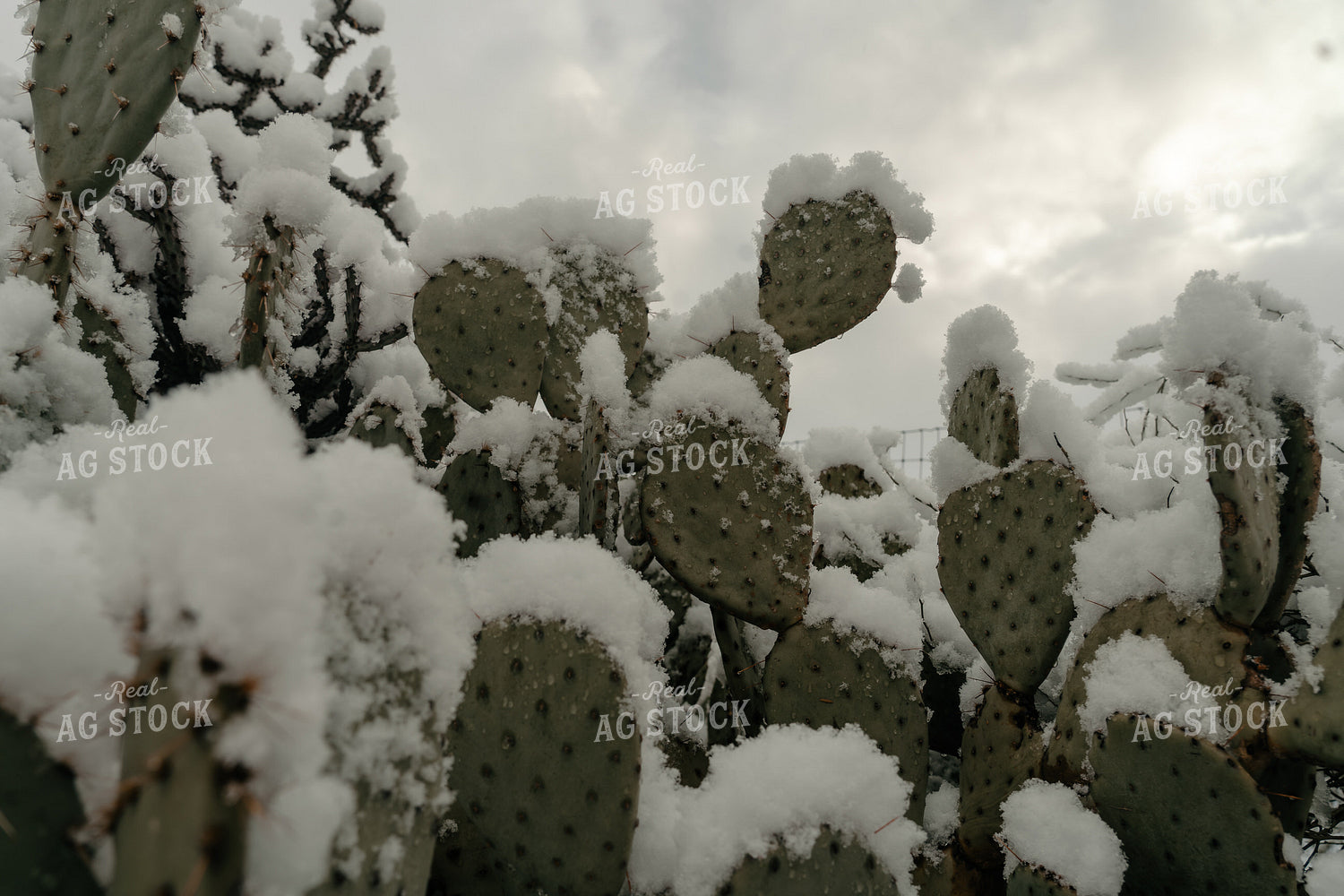 Snow on Truck 58256