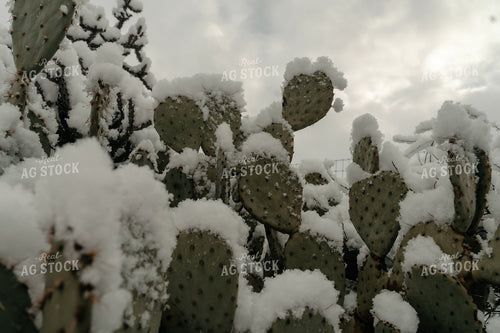 Snow on Truck 58256
