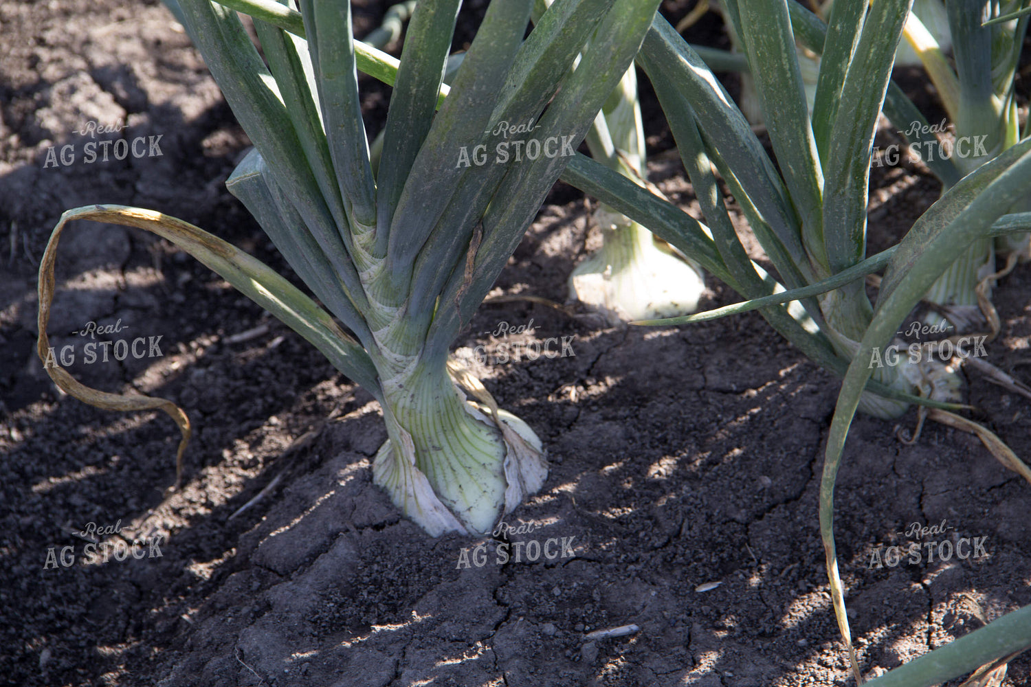 Onion Plant 105061
