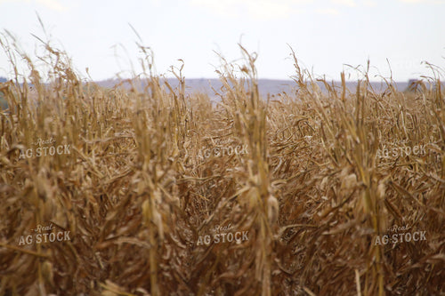 Dried Corn Field 82317