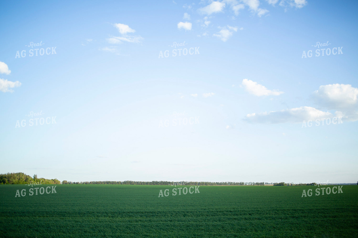 Wheat 2117
