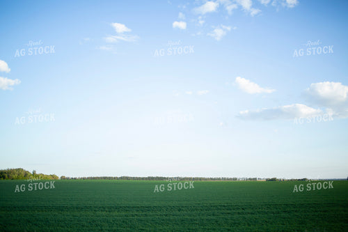 Wheat 2117