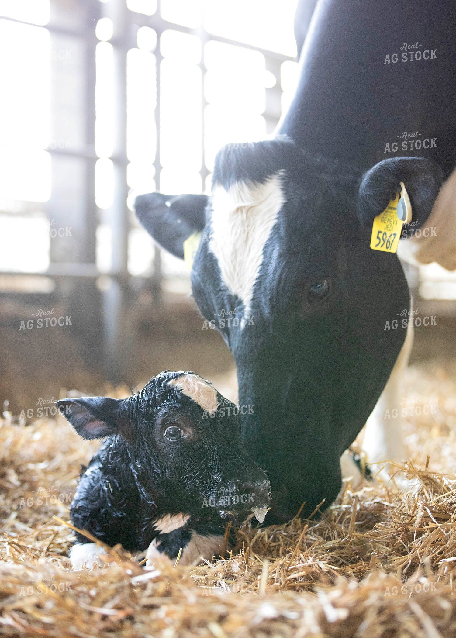 Holstein Cow and New Calf 55362