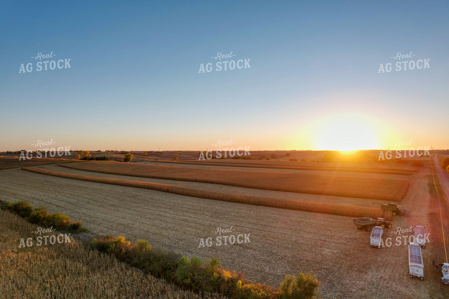 Corn Harvest 65612