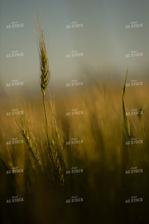 Wheat 2138