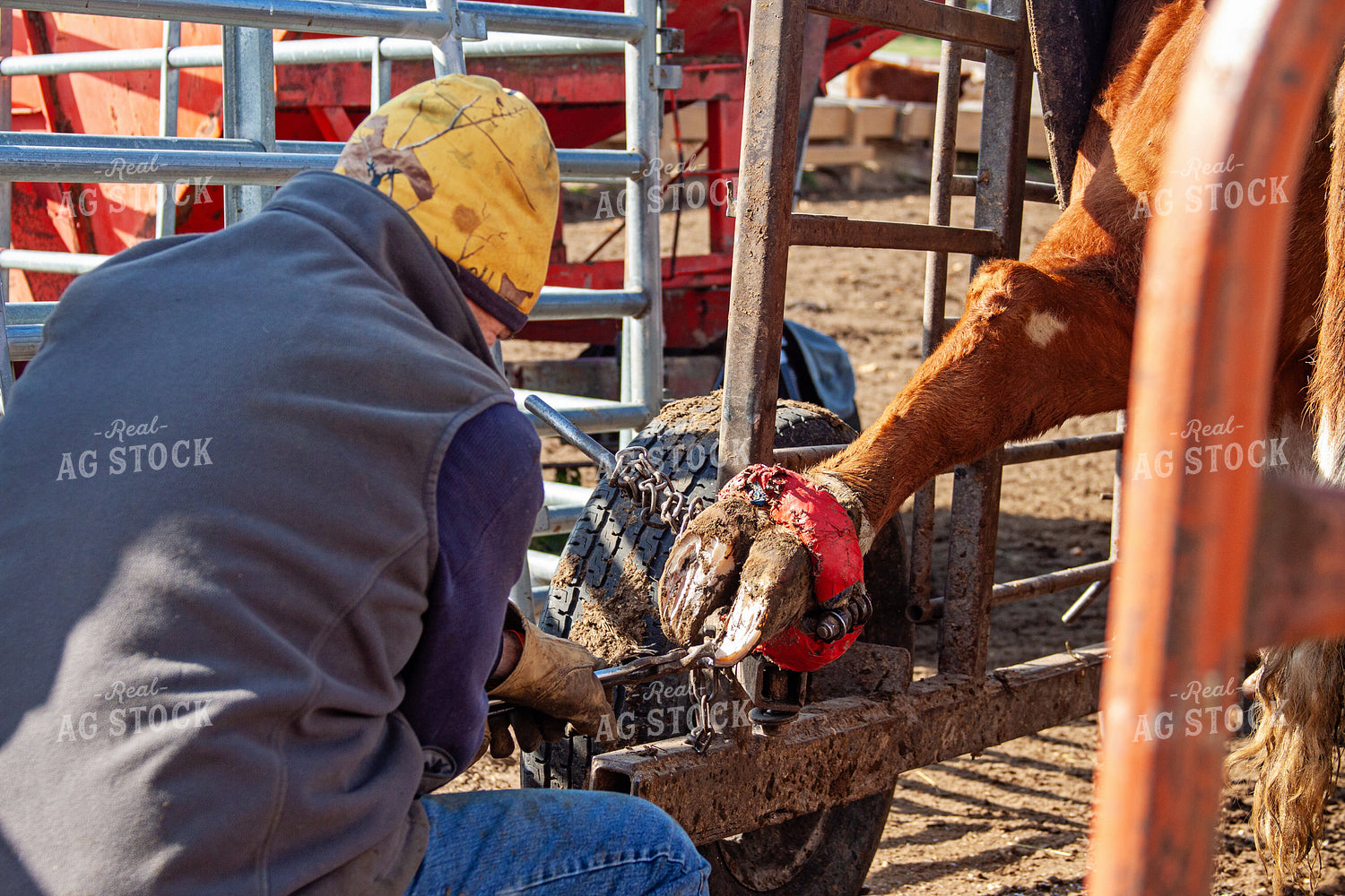 Trimming Hereford Cow Hoof 150055