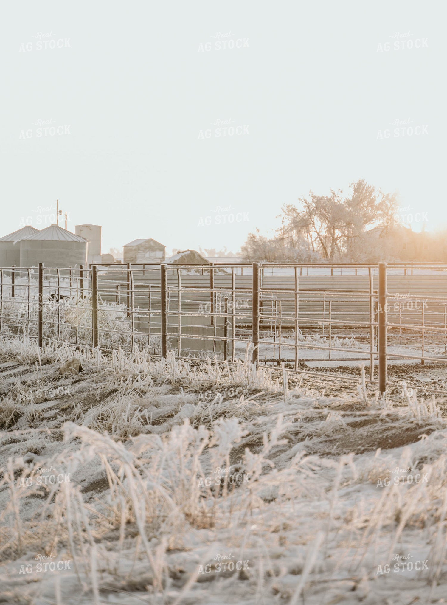 Ice on Fence 185101