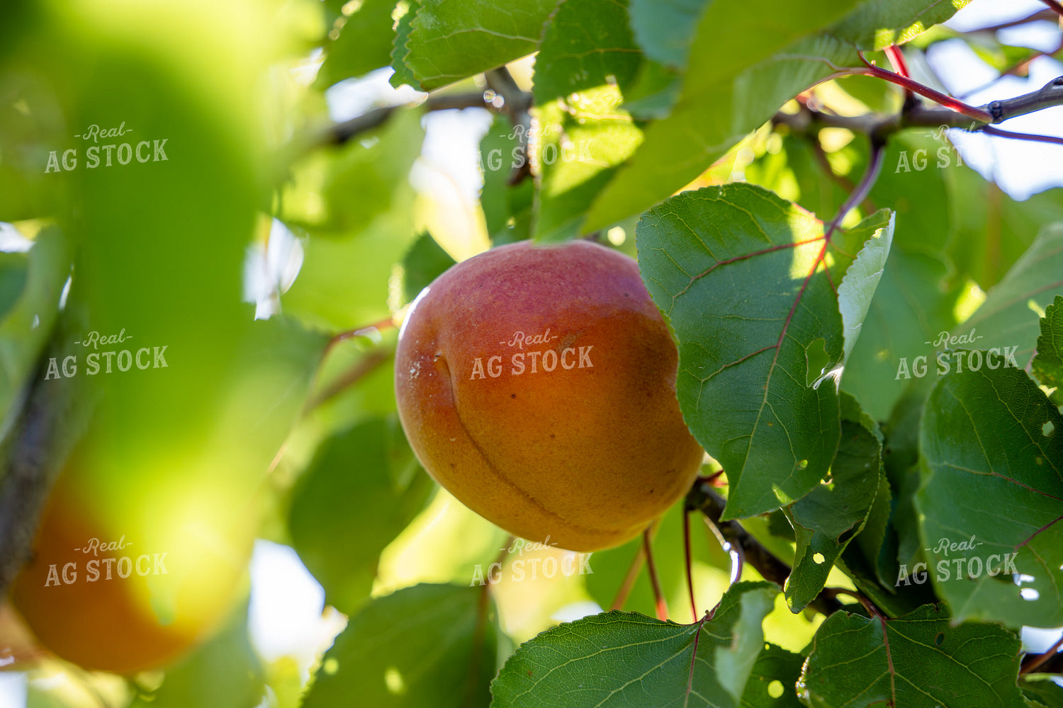 Apricots 65784