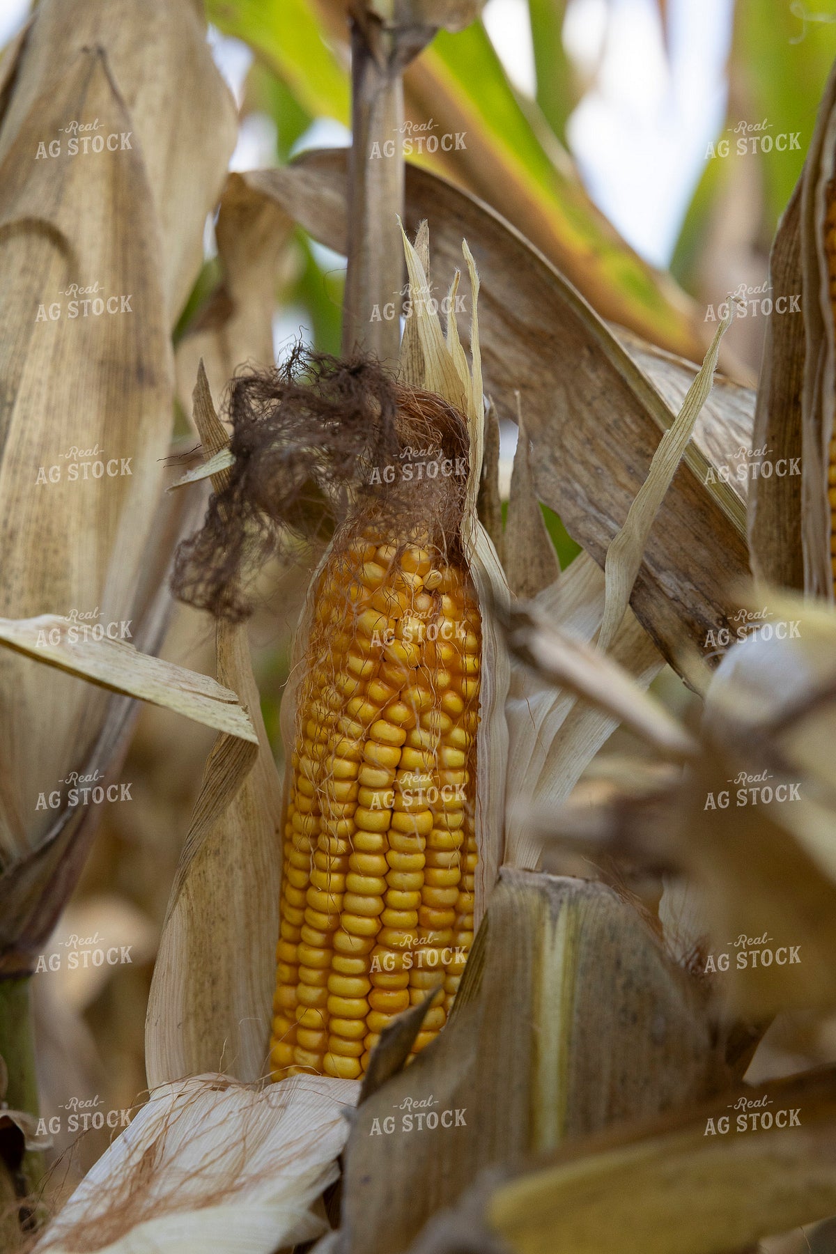 Ear of Corn in Field 291089