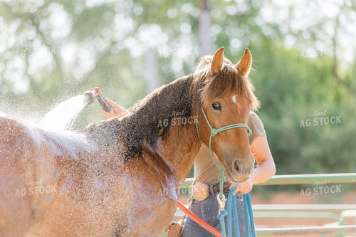Washing Horse 184053