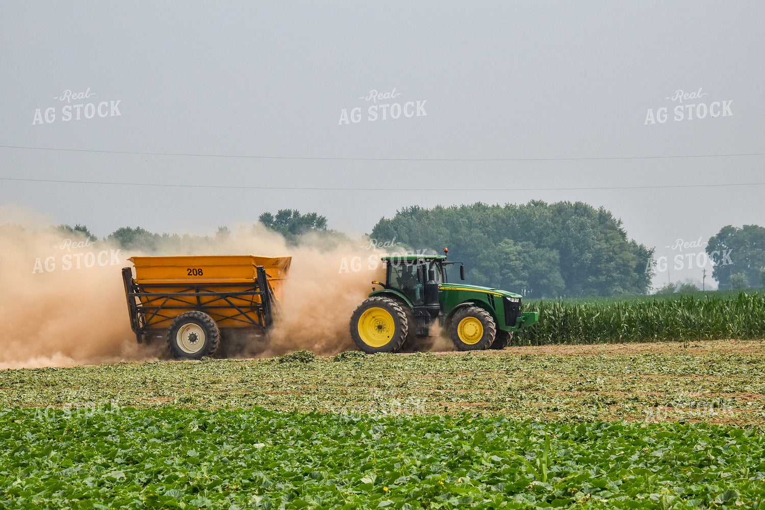 Cucumber Harvest 84170